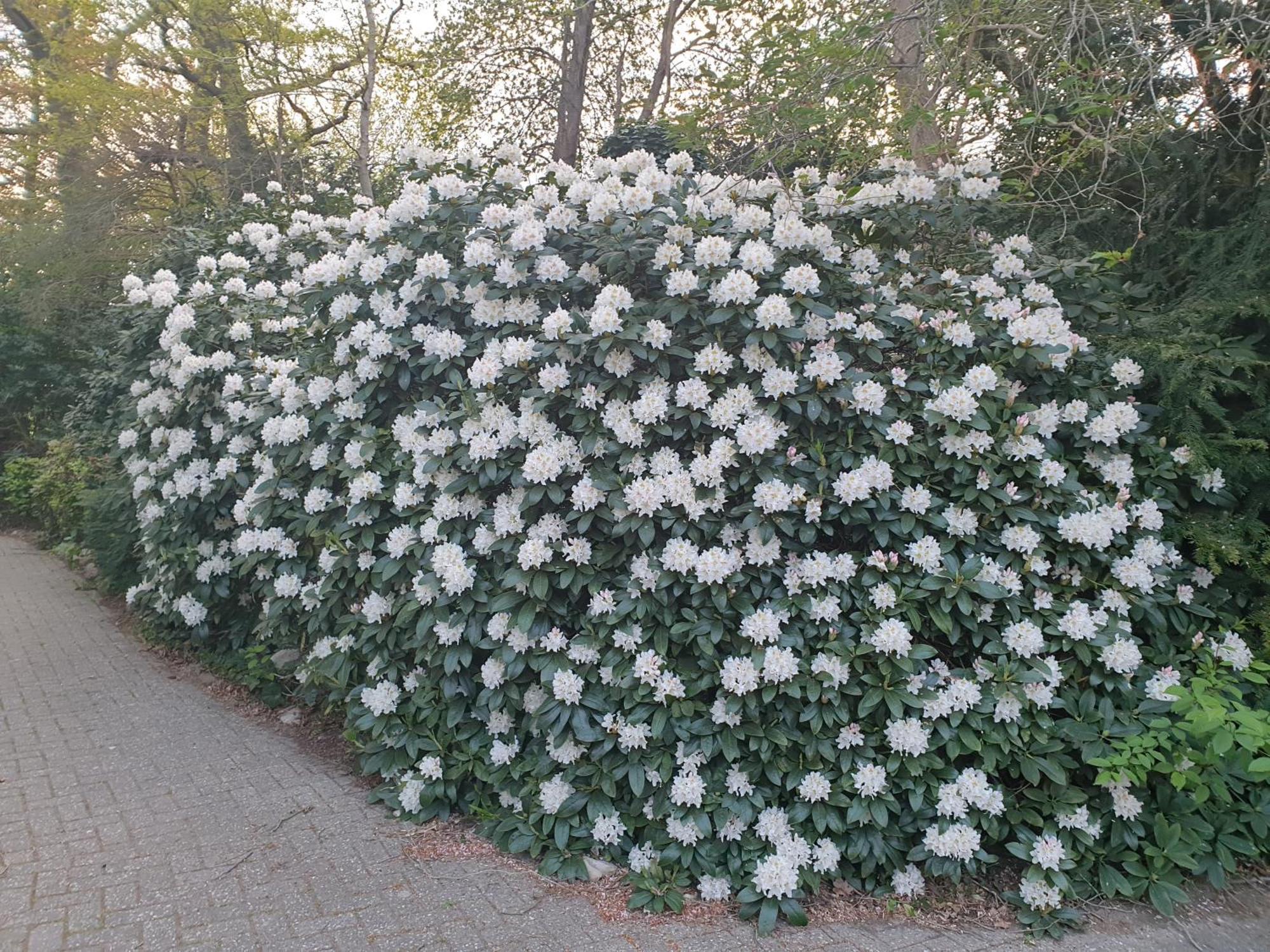 Ferienwohnung Morgensonne ヴェスターシュテーデ エクステリア 写真